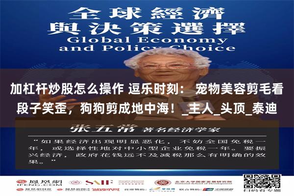 加杠杆炒股怎么操作 逗乐时刻： 宠物美容剪毛看段子笑歪，狗狗剪成地中海！_主人_头顶_泰迪